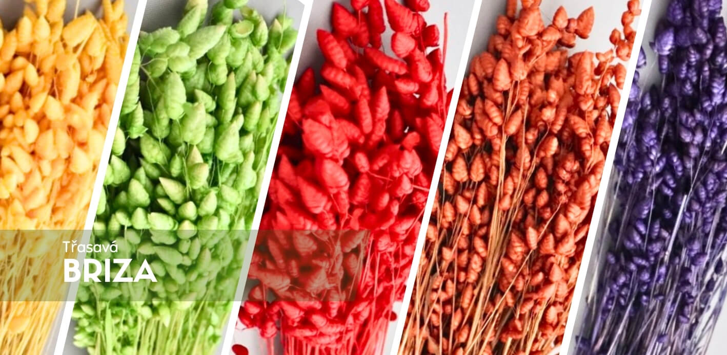 Sušená Briza (Třesavá tráva) – přírodní dekorace s jemnými klásky